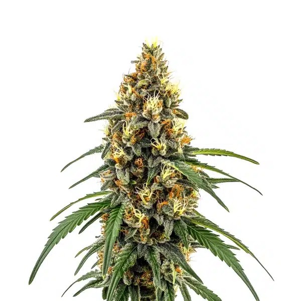 CBD Very Cherry Berry-image