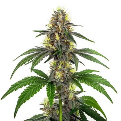 CBD White Widow