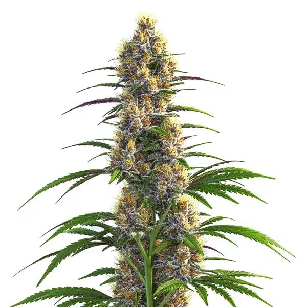 CBD Zenergy-image
