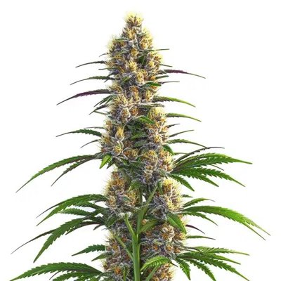 CBD Zenergy