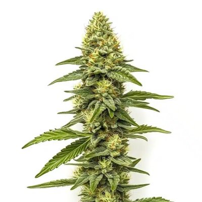 CBD Zero