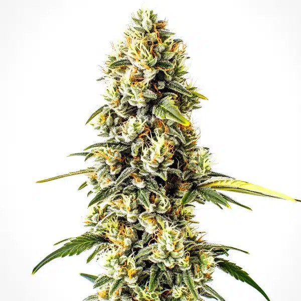 Cheese Cookies-image
