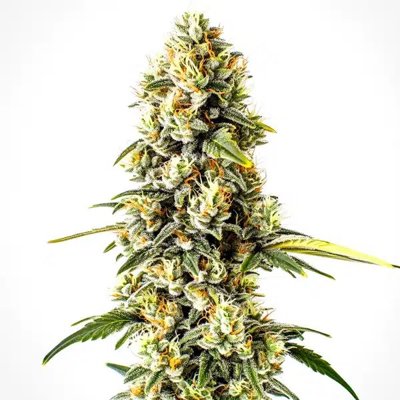 Cheese Cookies