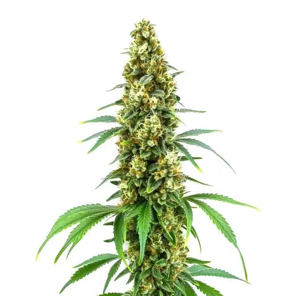Cheese Diesel-image