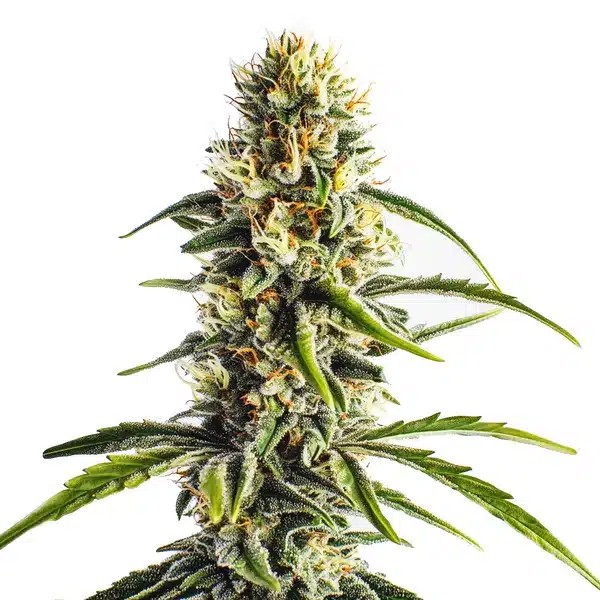 Cheese Lemon Regular-image