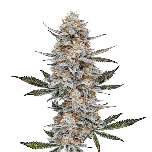 Chemdog #4-image