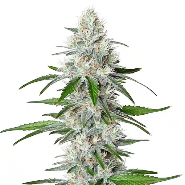 Chemdog Fast Version-image