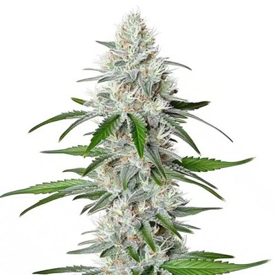Chemdog Fast Version