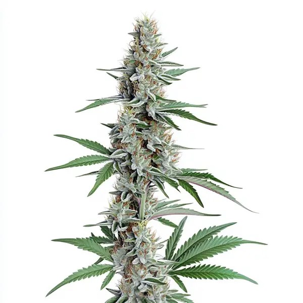Chemdog Regular-image