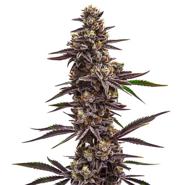 Cherry Pie-image