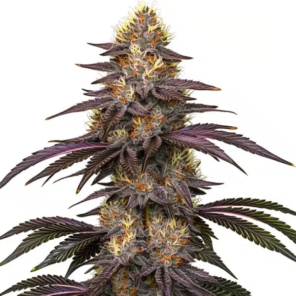 Cherry Pie OG-image
