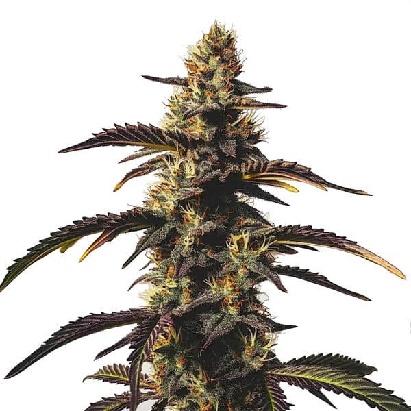 Chocolate Mint OG-image