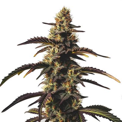 Chocolate Mint OG