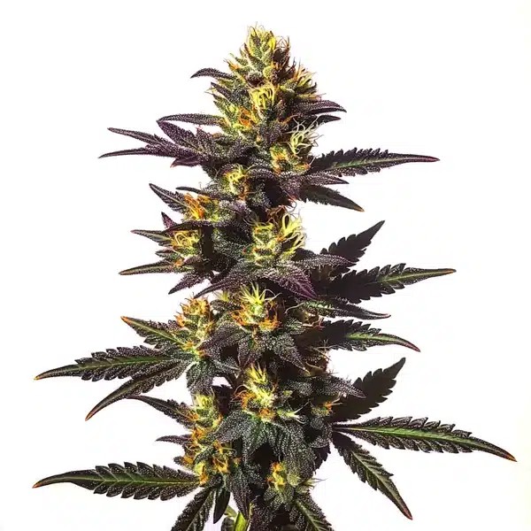 Chocolate Mint Regular-image