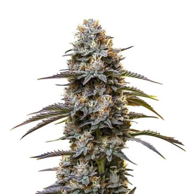 Chocolate Thai