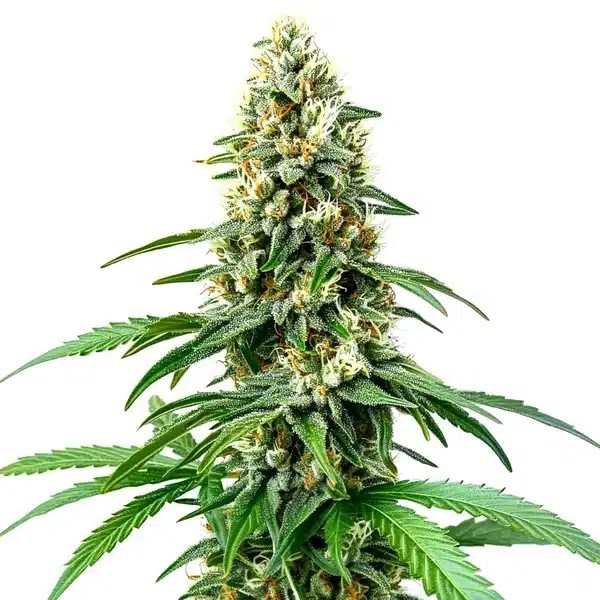 Chocolope Kush Regular-image