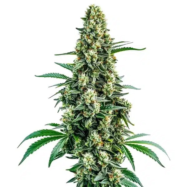 Chocolope Regular-image