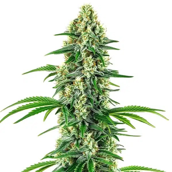 Chocolope x Candy-image