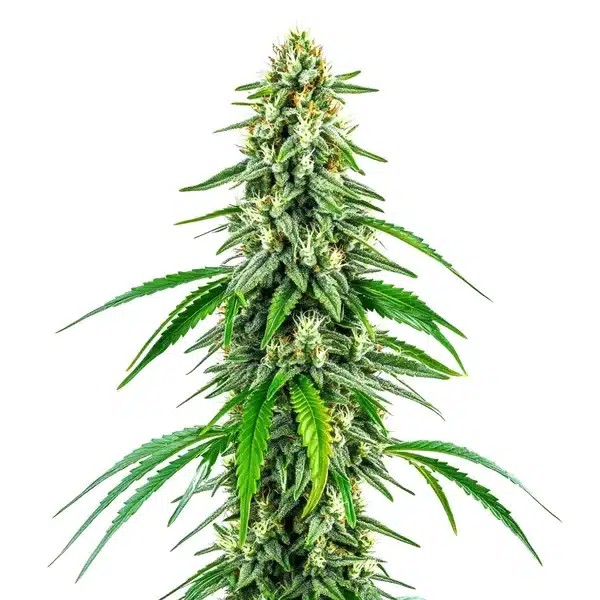 Chocolope x Kush-image