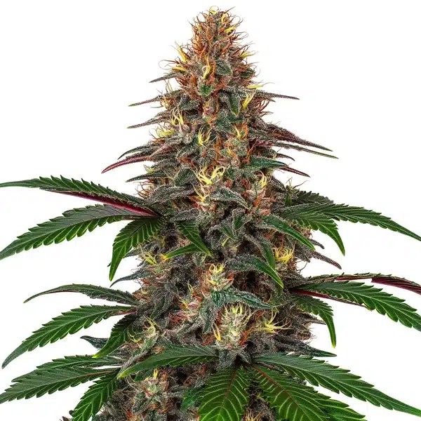 Cinderella 99 x Somango-image