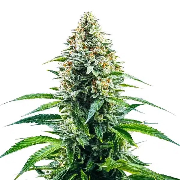 Cinderella 99 x Tangilope-image