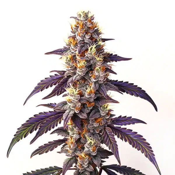 Cinderella99 x Blueberry Fast Version-image