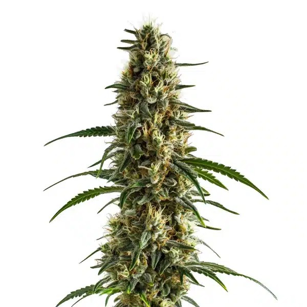 Clementine-image