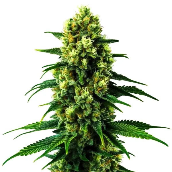Colombian Gold-image