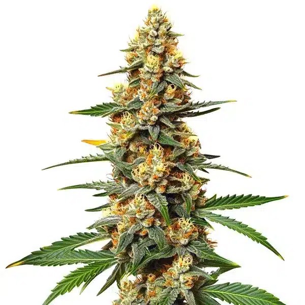 Critical 47-image