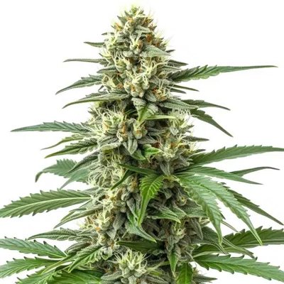 Critical 47 F1