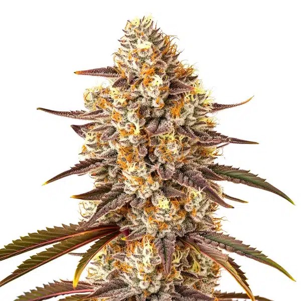 Critical Bilbo x Rainbow Chips Regular-image
