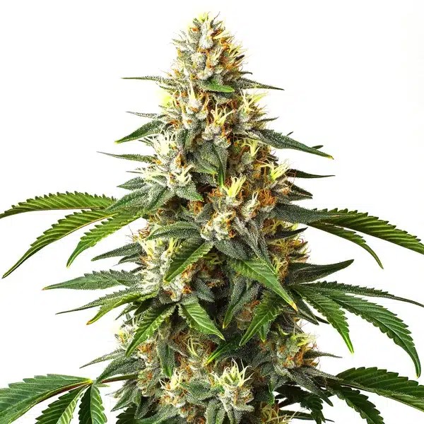 Critical Blue-image