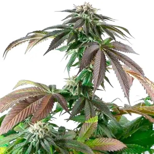 Critical Bubba Kush-image