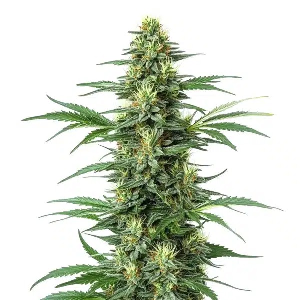 Critical Jack-image