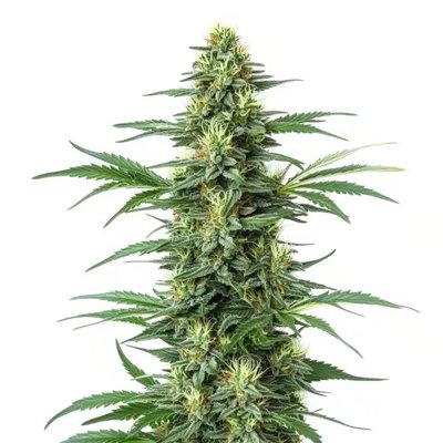 Critical Jack