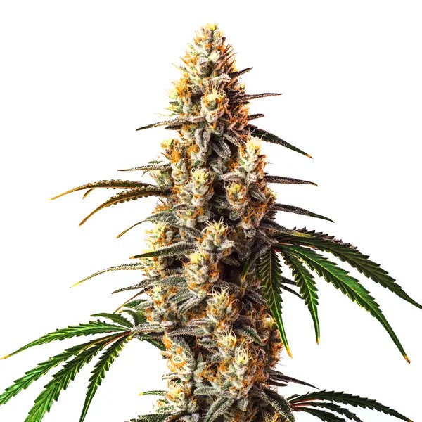 Critical Kush-image