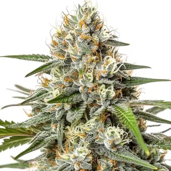 Critical Nicky Kush-image