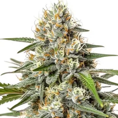 Critical Nicky Kush