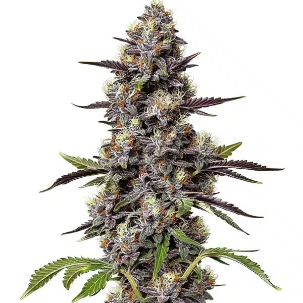 Critical Purple Kush-image