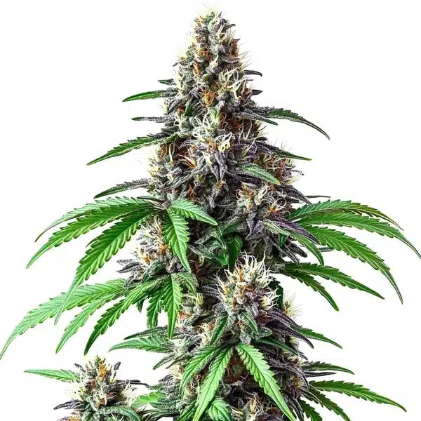 Critical Purple Kush x Bruce Banner Regular-image