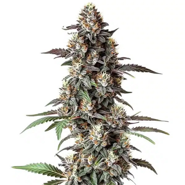 Critical Purple Regular-image