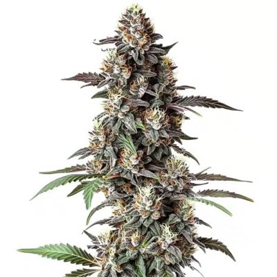 Critical Purple Regular
