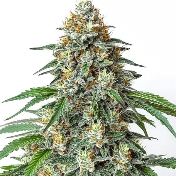 Critical Regular-image