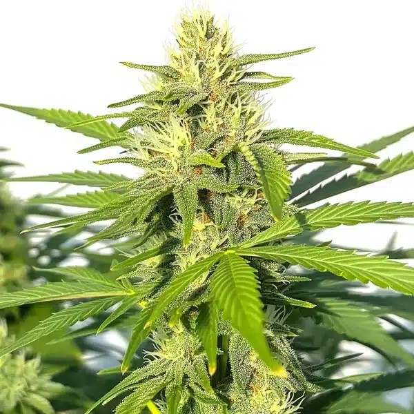Critical Widow-image