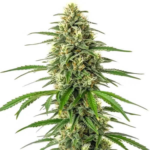 Critical x Amnesia-image