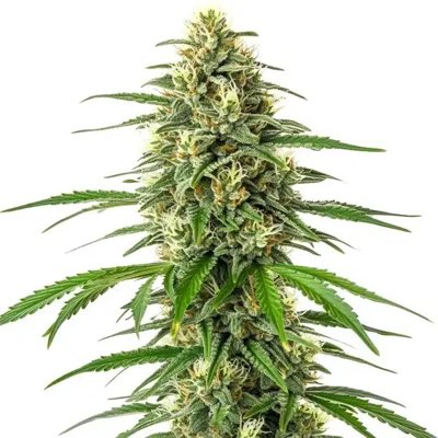 Critical x Amnesia