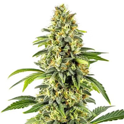 Critical x Cheese Candy Regular