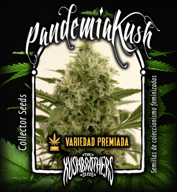 pandemia-kush-image