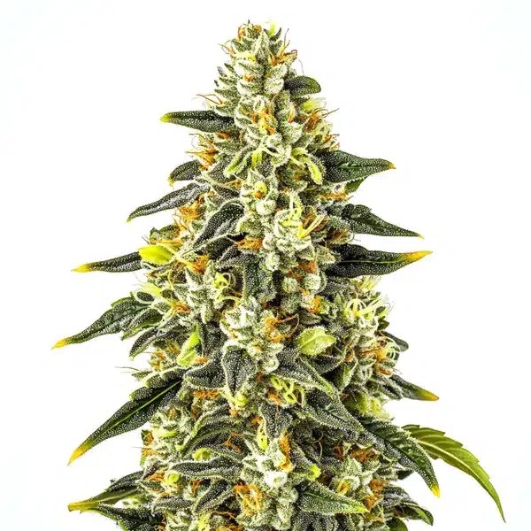 Crystal-image
