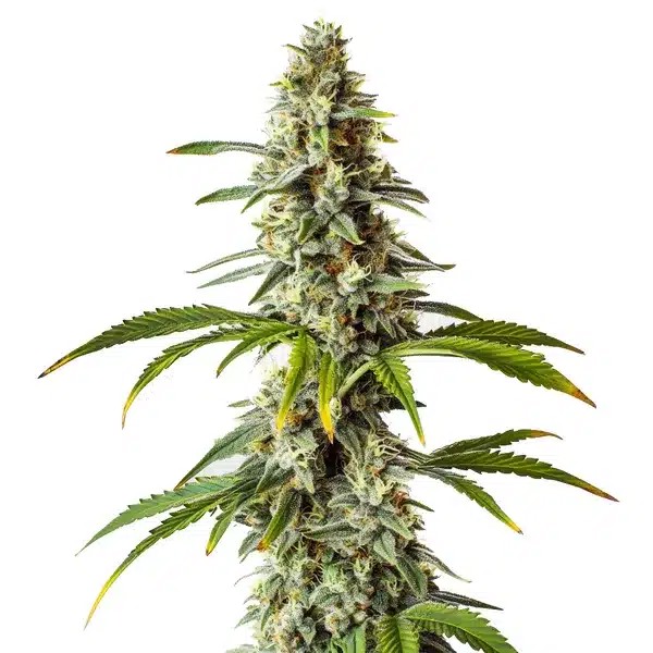 Diesel-image